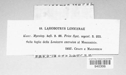 Lasiobotrys image